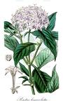 Pentas lanceolata