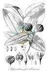 Peponidium pervilleanum