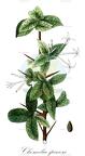 Chomelia spinosa