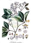 Toddalia asiatica