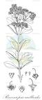 Raveniopsis ruellioides