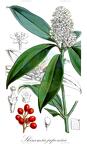 Skimmia japonica