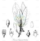 Sarcomelicope petiolaris