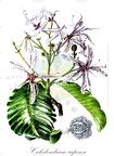 Calodendrum capense