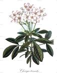 Choisya ternata