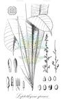 Leptothyrsa sprucei