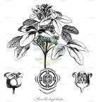 Picrella trifoliata