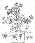 Flindersia bennettii