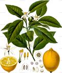 Citrus limon
