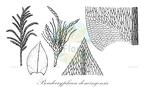 Pseudocryphaea domingensis
