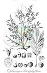 Ophiocaryon heterophyllum
