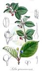 Sabia yunnanensis