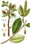 Salix glabra