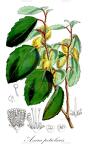 Azara petiolaris