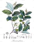 Banara glauca