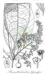 Bennettiodendron leprosipes