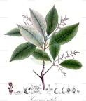 Euceraea nitida
