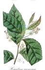 Homalium racemosum