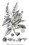 Homalium racemosum