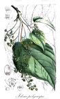 Idesia polycarpa