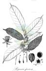 Ryania speciosa