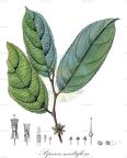 Piparea multiflora