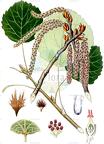 Populus tremula