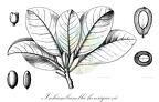 Inhambanella henriquezii