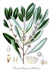 Isonandra perrottetiana
