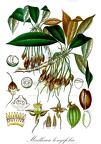 Madhuca longifolia
