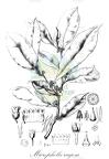 Micropholis rugosa