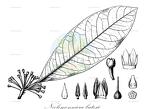 Neolemonniera batesii