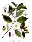 Payena leerii
