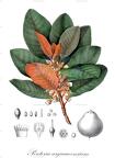 Pouteria arguacoensium