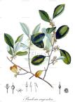 Pradosia argentea