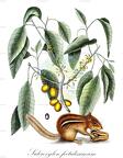 Sideroxylon foetidissimum