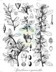 Spiniluma oxyacantha