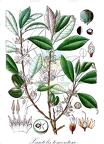 Xantolis tomentosa