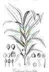 Ecclinusa lanceolata
