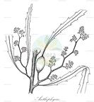 Anthophycus