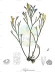 Bifurcaria