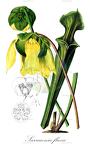 Sarracenia flava