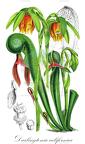 Darlingtonia californica