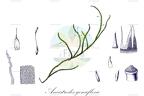 Ancistrodes genuflexa