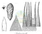 Sauloma tenella