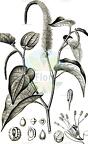 Saururus cernuus