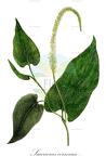 Saururus cernuus