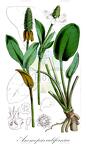Anemopsis californica