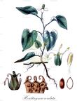 Houttuynia cordata