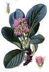 Bergenia crassifolia